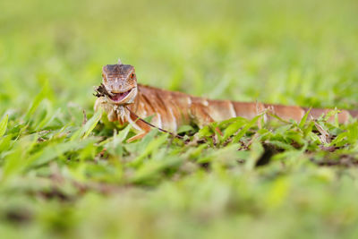 Close-up of an animal on grass