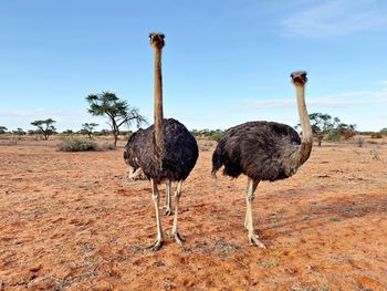 Two ostrichs strolling through african bushland