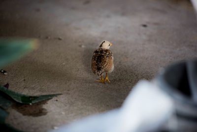 High angle view of bird