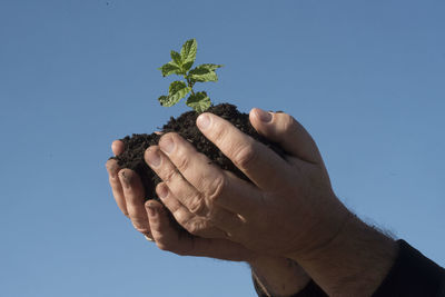 Midsection of person holding plant against clear blue sky