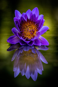 Close-up of purple flower