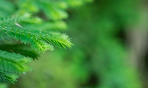 Close-up of pine tree