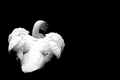 Close-up of white swan against black background