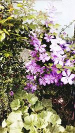 Close-up of purple flowers