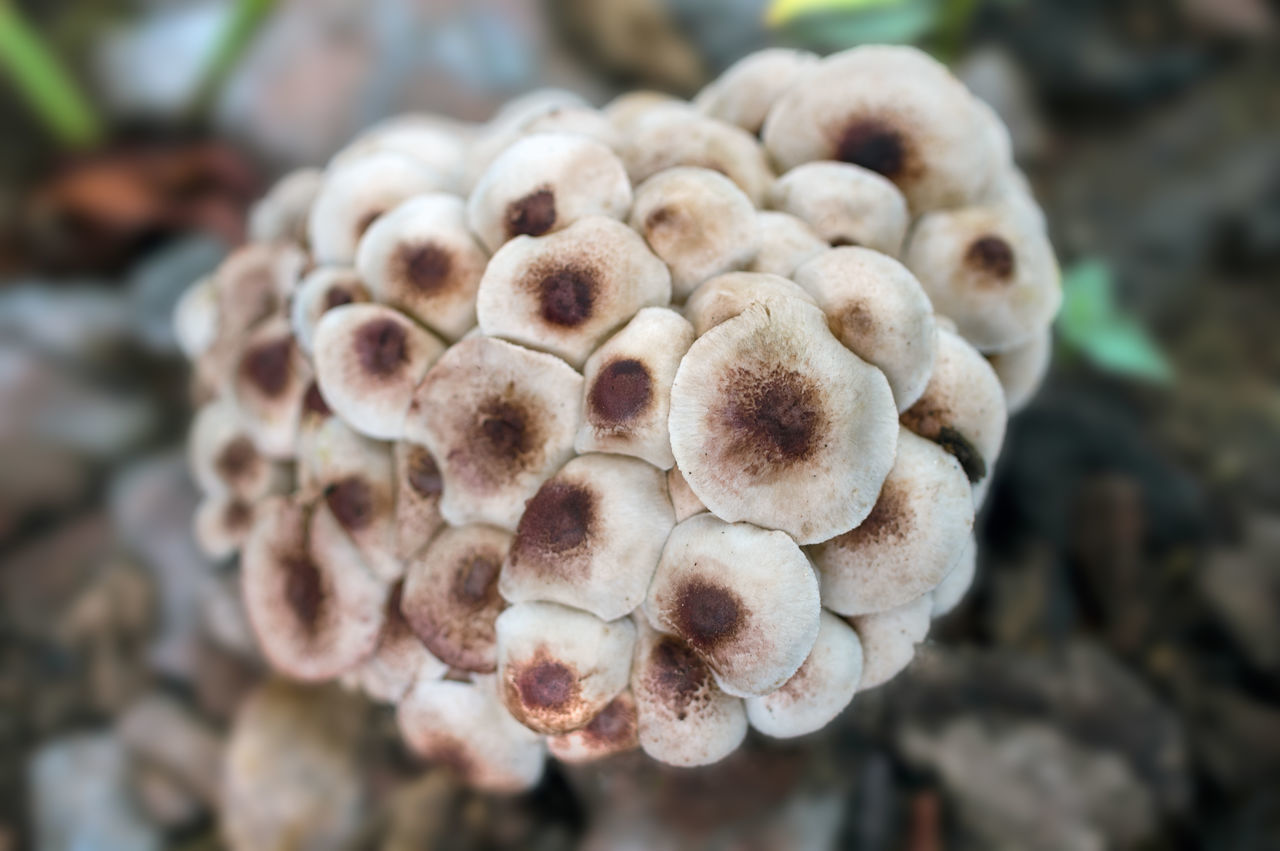 CLOSE-UP OF MUSHROOMS ON PLANT