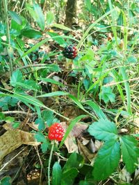 Close-up of berries growing on plant