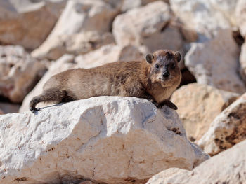 Portrait of rodent relaxing on rock