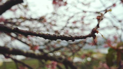 Low angle view of branches against sky