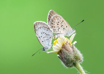 Close-up of butterfly pollinating flower