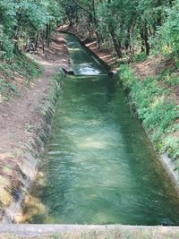 Scenic view of river flowing in forest