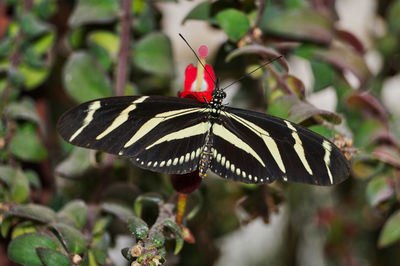 Close-up of butterfly pollinating flower