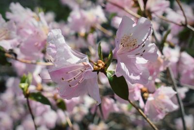 Close-up of insect on pink flowering plant