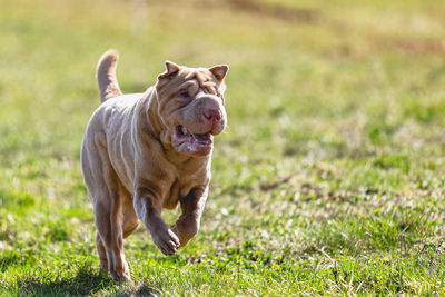 Dog running on field