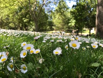 Close-up of flowers blooming on field