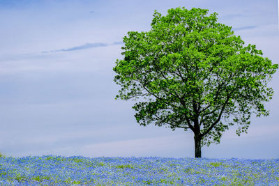Trees on field against sky