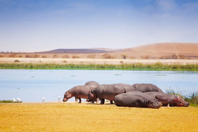 Horses on a field