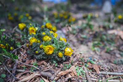 Close-up of yellow flowering plant