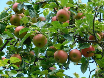 Low angle view of apples on tree