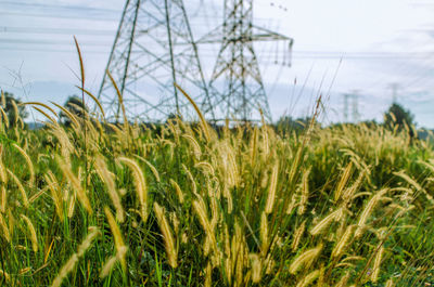 Close-up of plants on field against sky