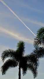 Low angle view of palm trees against sky