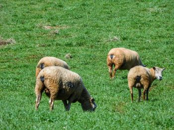 Sheep grazing in a field