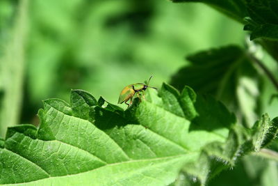 Close-up of insect on plant