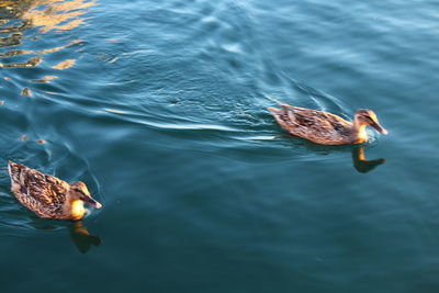 High angle view of duck swimming in lake