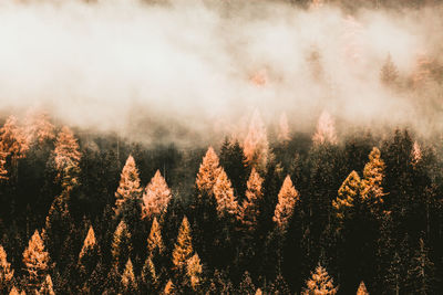 Trees in forest against sky