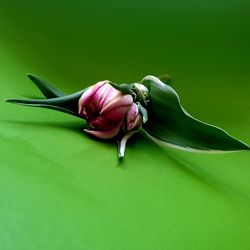 Close-up of red rose on white background