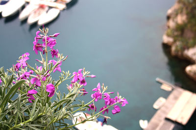 Close-up of pink flowers