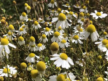 Close-up of white flowering plants on field