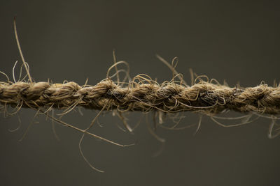 Close-up of rope against black background