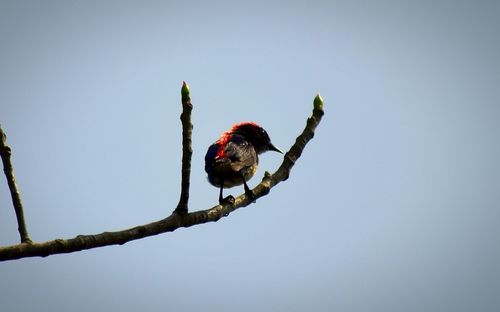 Low angle view of bird perching on branch against clear sky