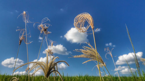 Low angle view of stalks in field against blue sky