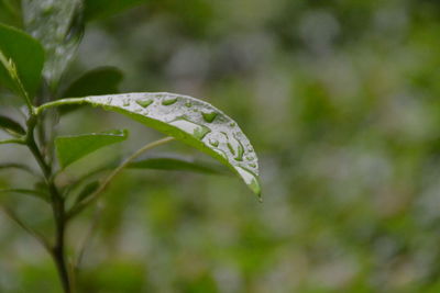 Close-up of raindrops on leaf and grass as background