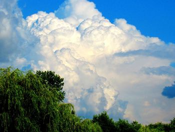 Low angle view of trees against sky