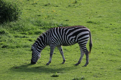 Zebra standing on field