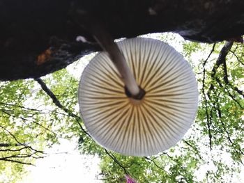 Close-up of tree