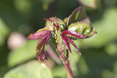 Close-up of red flower buds