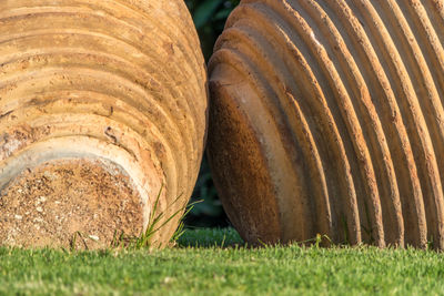 Close-up of grass on field