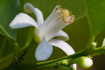 Close-up of white flowering plant