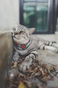 Cat looking away while lying on floor