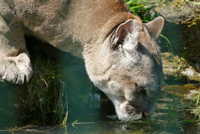 Close-up of puma drinking water