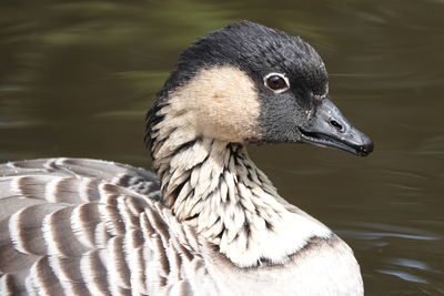 Close-up of duck swimming in lake