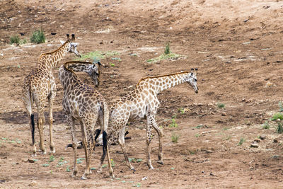 Giraffes on field in kruger national park