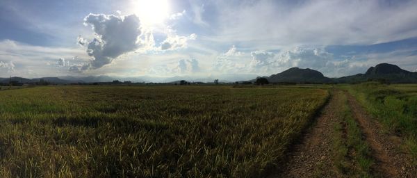 Scenic view of agricultural field against sky