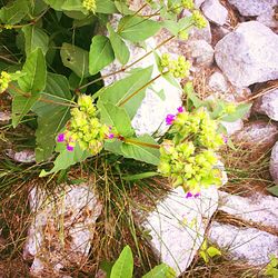 Close-up of purple flowers blooming outdoors