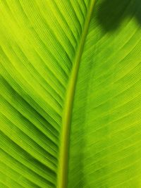 Full frame shot of palm tree leaves