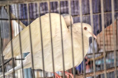 Close-up of bird in cage