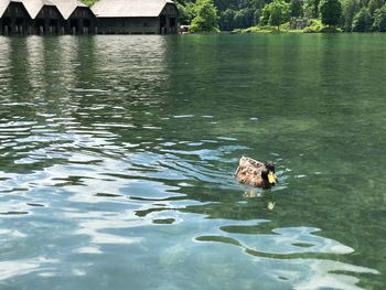 High angle view of duck swimming in lake